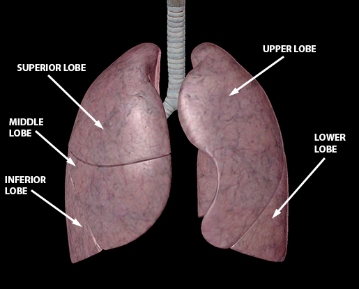 Anatomy and Physiology of the Lower Respiratory System